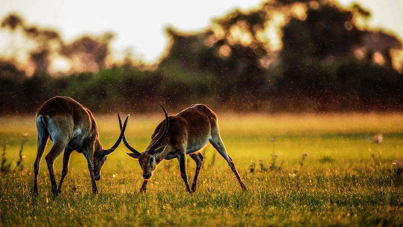 Safari Adventure